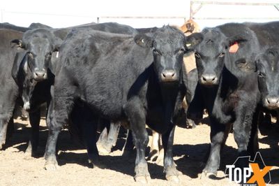 A+ 106 ANGUS/DROUGHTMASTER X STEERS