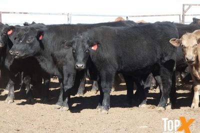 A+ 106 ANGUS/DROUGHTMASTER X STEERS