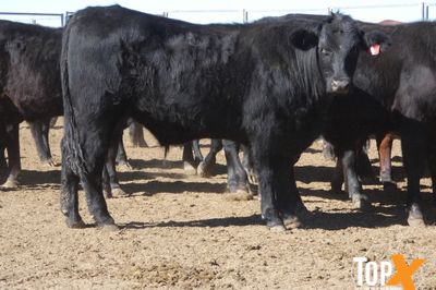A+ 106 ANGUS/DROUGHTMASTER X STEERS