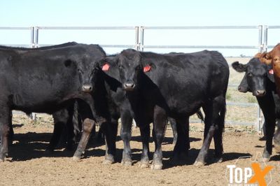 A+ 106 ANGUS/DROUGHTMASTER X STEERS