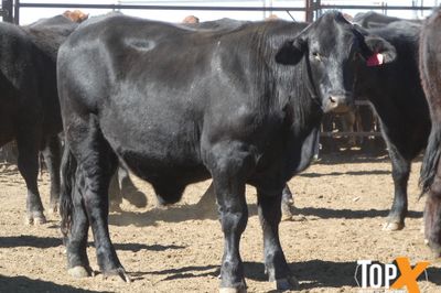A+ 106 ANGUS/DROUGHTMASTER X STEERS