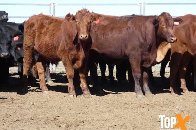 A+ 106 ANGUS/DROUGHTMASTER X STEERS