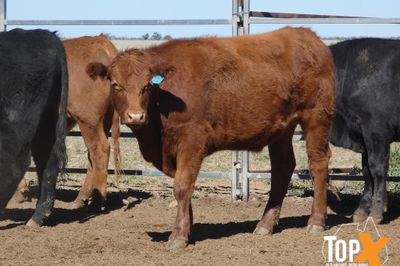 A+ 106 ANGUS/DROUGHTMASTER X STEERS