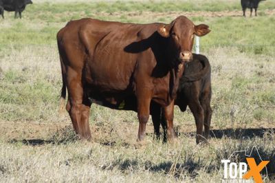 A+ 144 COWS & CALVES