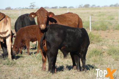 A+ 144 COWS & CALVES