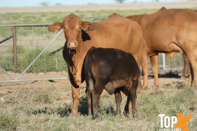 A+ 144 COWS & CALVES