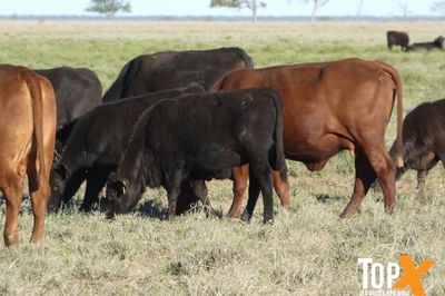 A+ 144 COWS & CALVES