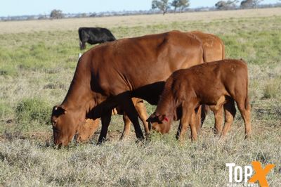 A+ 144 COWS & CALVES