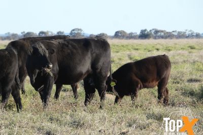 A+ 144 COWS AND CALVES