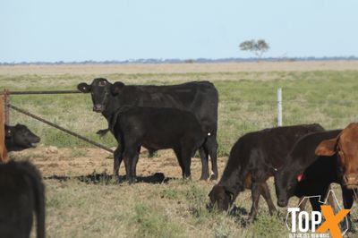 A+ 144 COWS AND CALVES