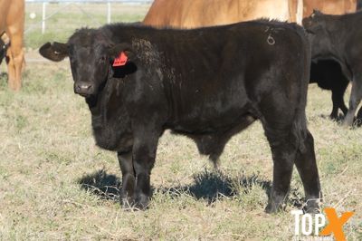 A+ 144 COWS AND CALVES