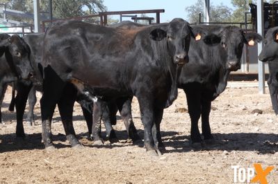 A+ 256 FEEDER STEERS & SPAYED HEIFERS