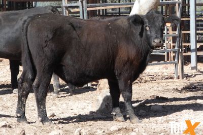 A+ 256 FEEDER STEERS & SPAYED HEIFERS