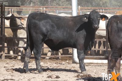 A+ 256 FEEDER STEERS & SPAYED HEIFERS
