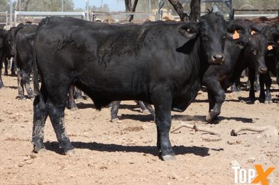 A+ 256 FEEDER STEERS & SPAYED HEIFERS