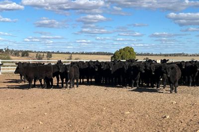 123 EU Angus & Angus X Weaned Steers