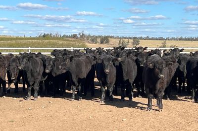 123 EU Angus & Angus X Weaned Steers