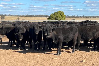 123 EU Angus & Angus X Weaned Steers