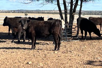 123 EU Angus & Angus X Weaned Steers