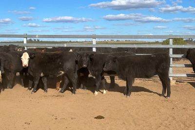 48 EU Angus & Angus X Weaned Heifers