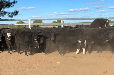 48 EU Angus & Angus X Weaned Heifers
