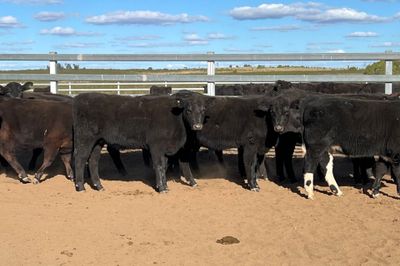 48 EU Angus & Angus X Weaned Heifers