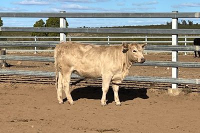 48 EU Angus & Angus X Weaned Heifers