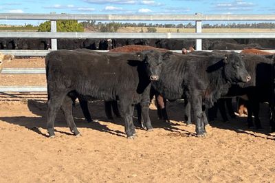 48 EU Angus & Angus X Weaned Heifers
