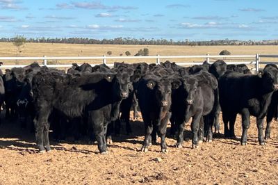 123 EU Angus & Angus X Weaned Steers