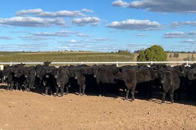 123 EU Angus & Angus X Weaned Steers