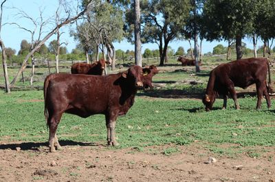 120 VGQ Santa Gertrudis Steers & Heifers