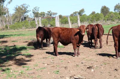 120 VGQ Santa Gertrudis Steers & Heifers