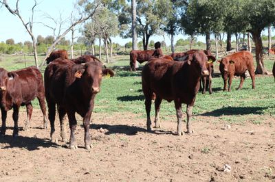 120 VGQ Santa Gertrudis Steers & Heifers