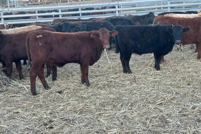 215 Angus/Charolais/Santa X Heifers PTE