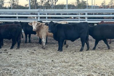 215 Angus/Charolais/Santa X Heifers PTE