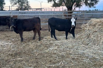 215 Angus/Charolais/Santa X Heifers PTE