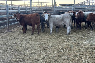 215 Angus/Charolais/Santa X Heifers PTE