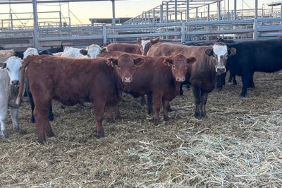 215 Angus/Charolais/Santa X Heifers PTE