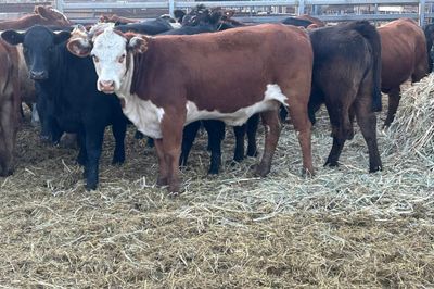 215 Angus/Charolais/Santa X Heifers PTE
