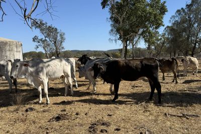 8 Decks Brahman/Brahman X Store Cows