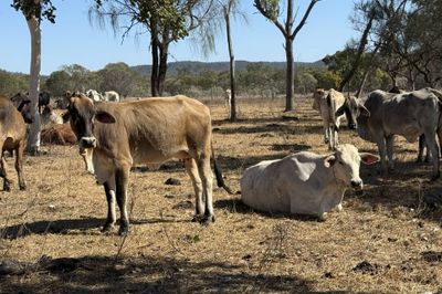 8 Decks Brahman/Brahman X Store Cows