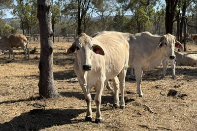 8 Decks Brahman/Brahman X Store Cows