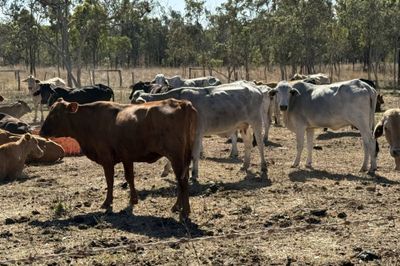 8 Decks Brahman/Brahman X Store Cows