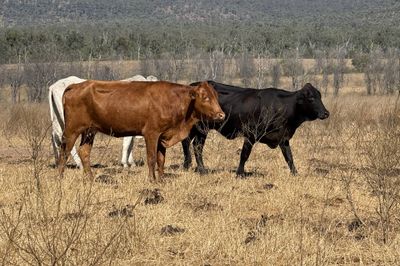 8 Decks Brahman/Brahman X Store Cows
