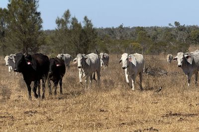 8 Decks Brahman/Brahman X Store Cows