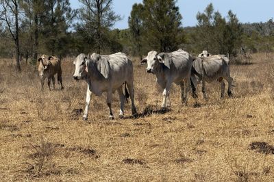 8 Decks Brahman/Brahman X Store Cows