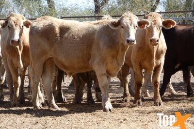 A+ 256 FEEDER STEERS & SPAYED HEIFERS