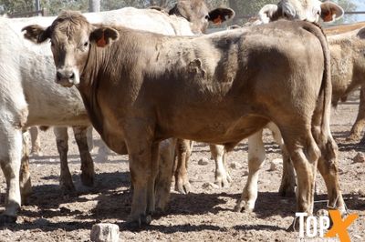 A+ 256 FEEDER STEERS & SPAYED HEIFERS