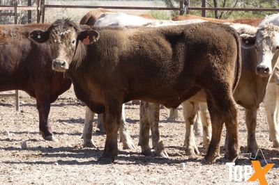 A+ 256 FEEDER STEERS & SPAYED HEIFERS