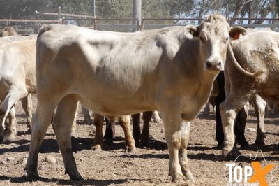 A+ 256 FEEDER STEERS & SPAYED HEIFERS
